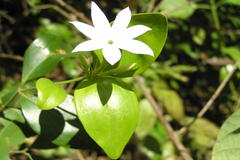 Jasminum cuspidatum